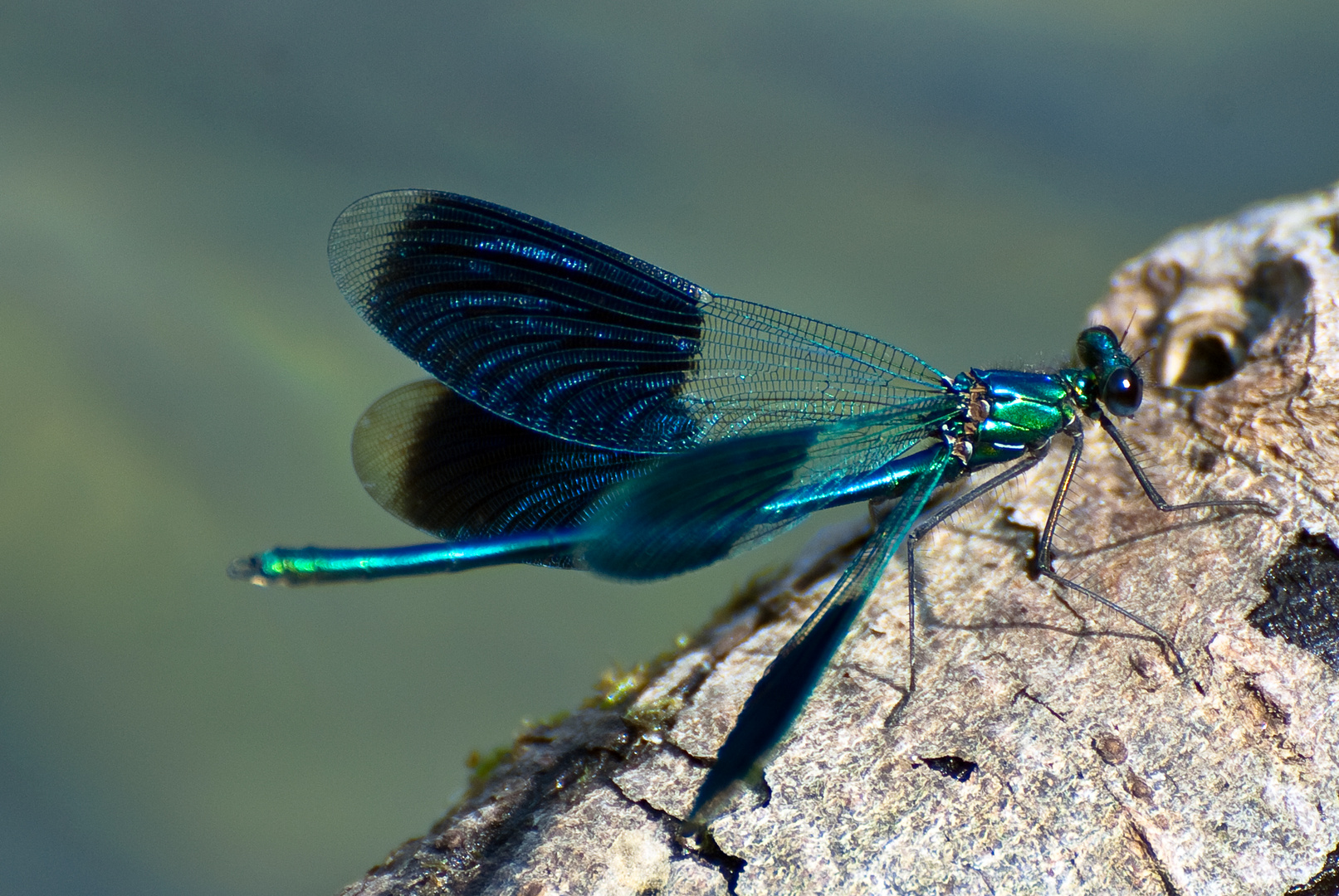 Libelle auf Schwemmholz