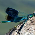 Libelle auf Schwemmholz