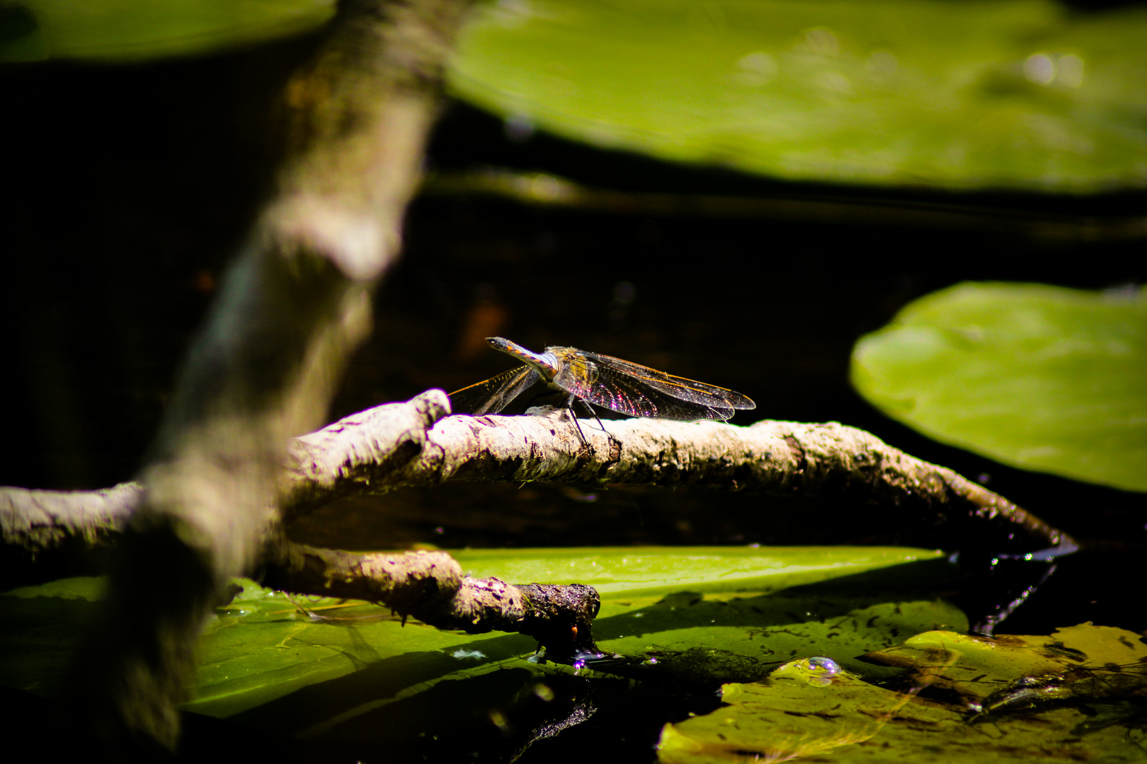 Libelle auf schwimmenden Ast