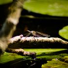 Libelle auf schwimmenden Ast