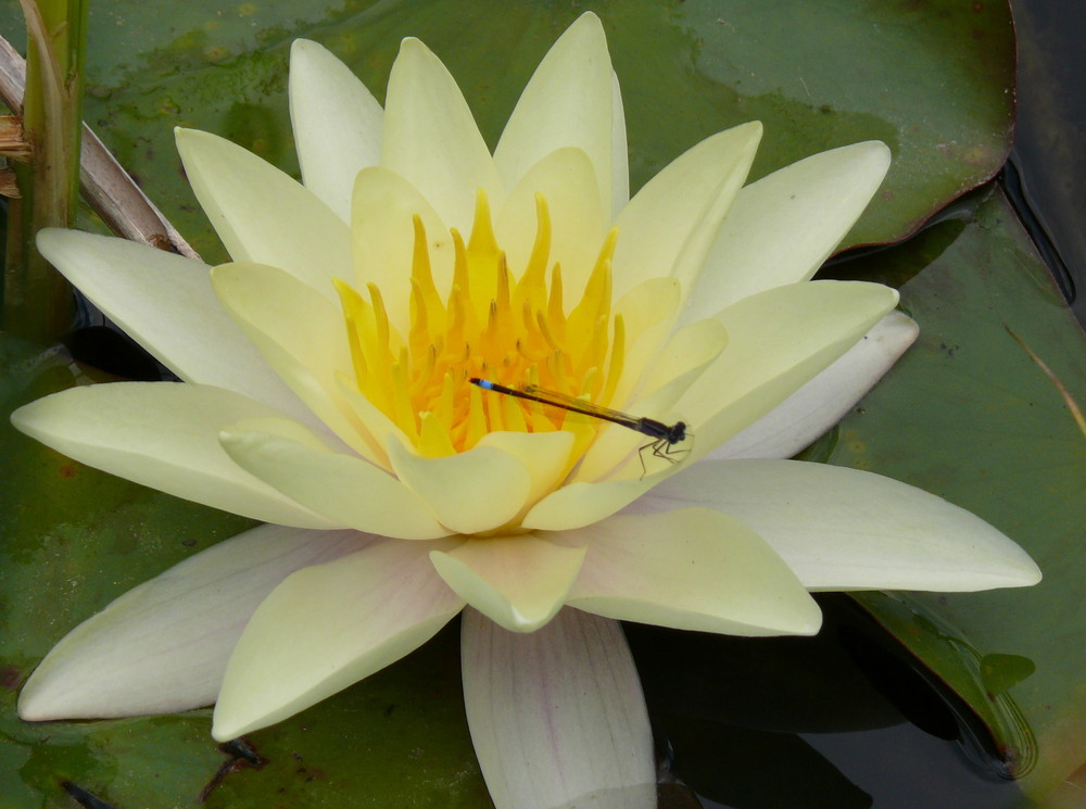 Libelle auf Seerose auf der Rosenhöhe Darmstadt