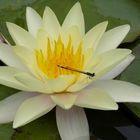 Libelle auf Seerose auf der Rosenhöhe Darmstadt