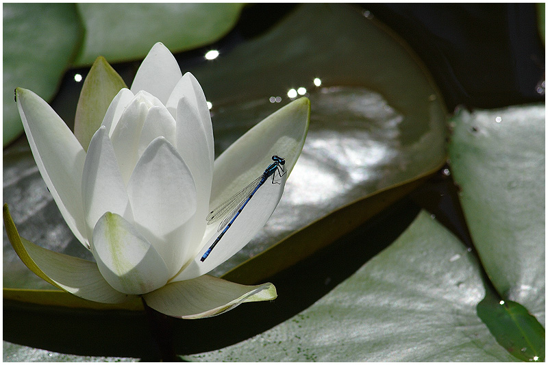 libelle auf seerose