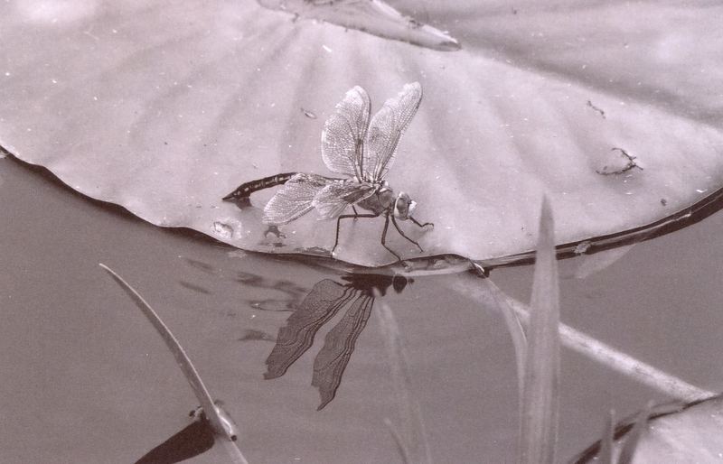 Libelle auf Seerose