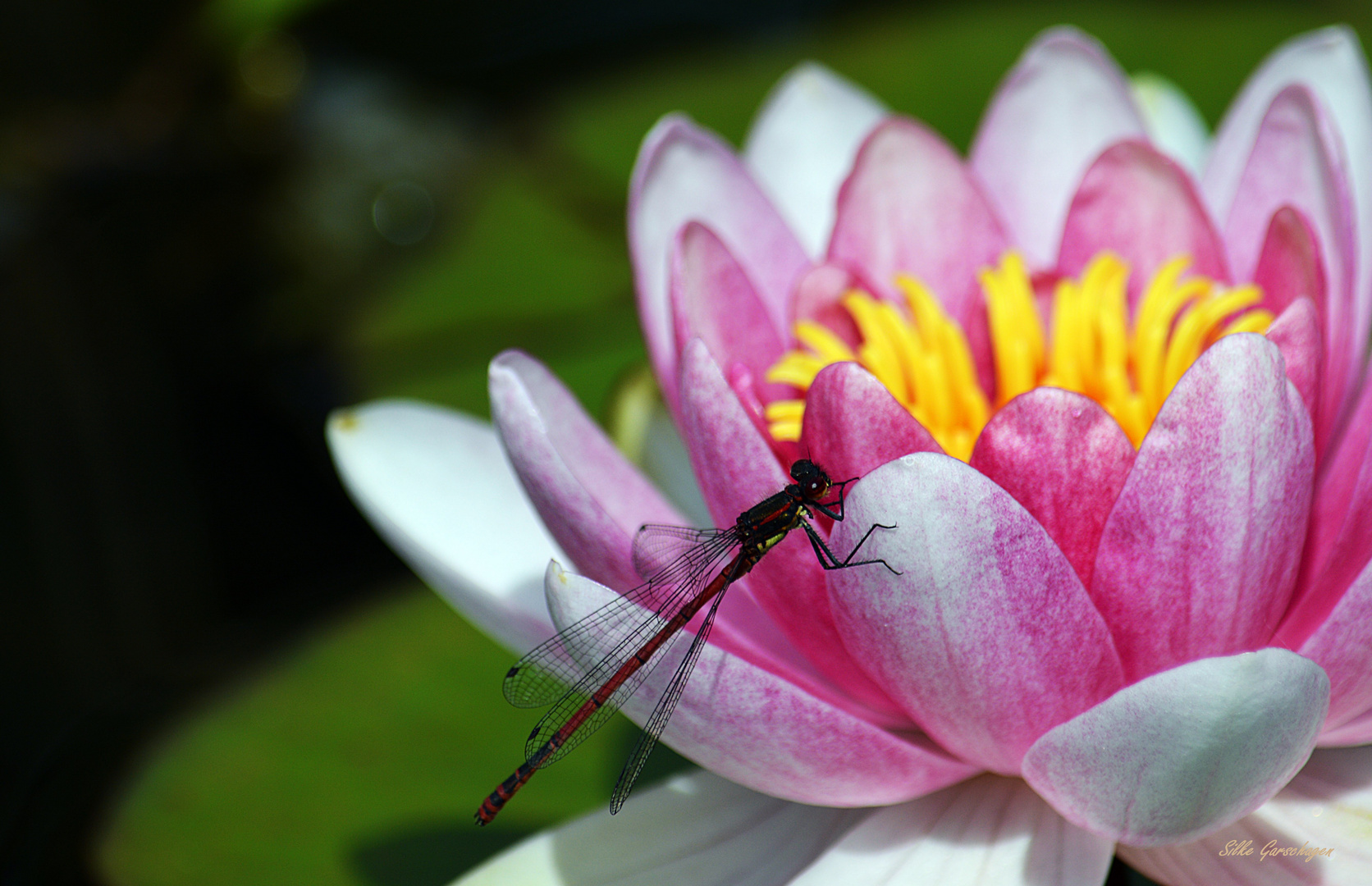 Libelle auf Seerose