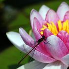 Libelle auf Seerose