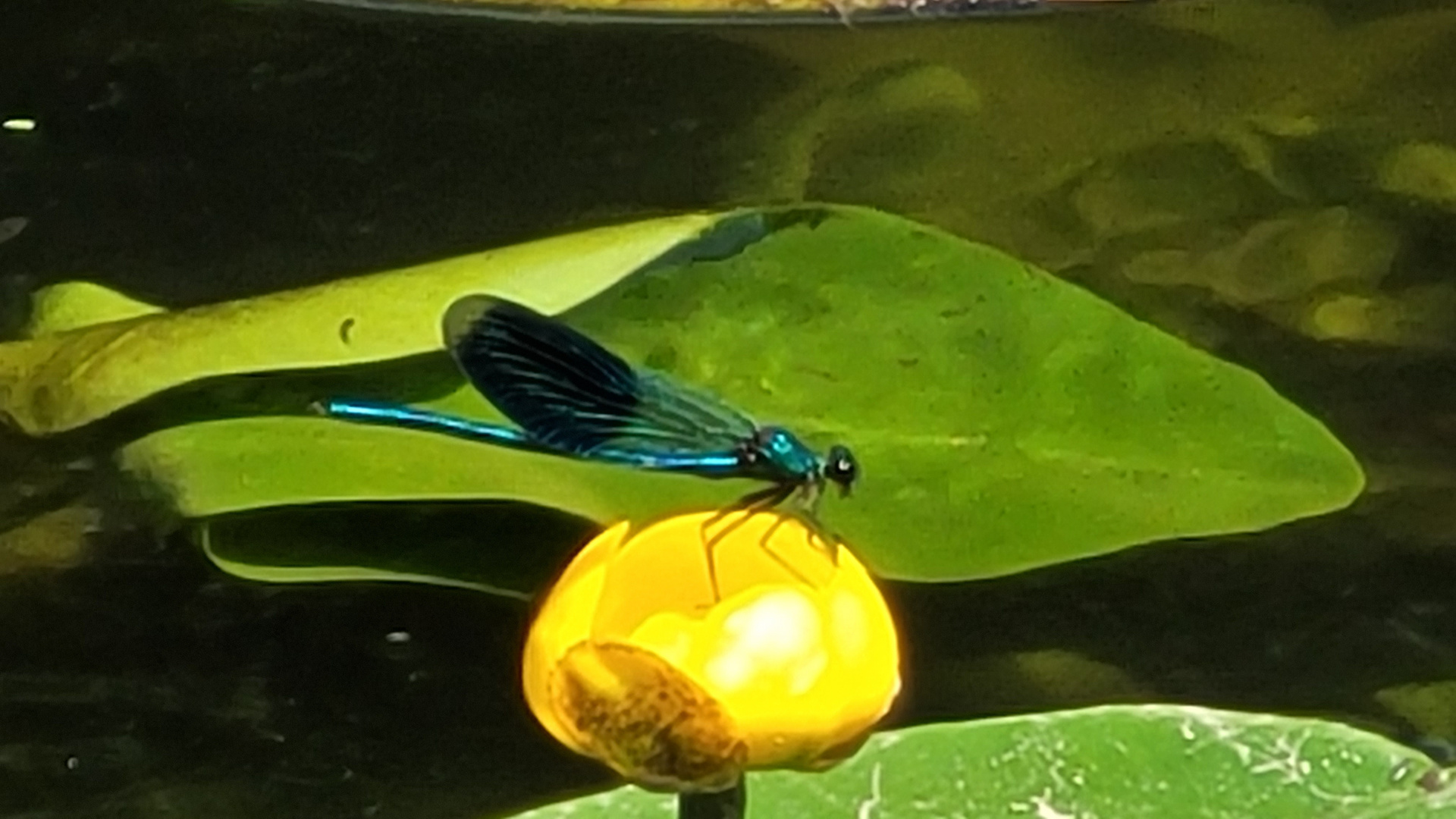 Libelle auf Seerose