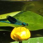 Libelle auf Seerose