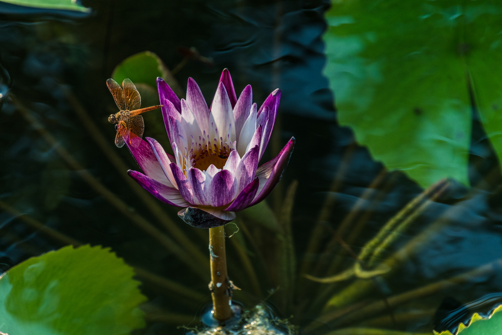 Libelle auf Seerose in Teich, Thailand
