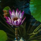 Libelle auf Seerose in Teich, Thailand