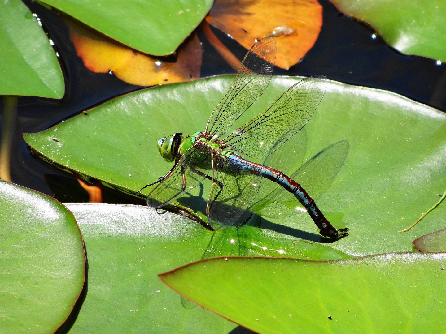 LIBELLE AUF SEEROSENBLATT