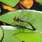 LIBELLE AUF SEEROSENBLATT