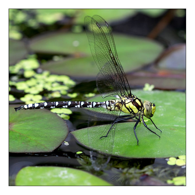 libelle auf seerosenblatt