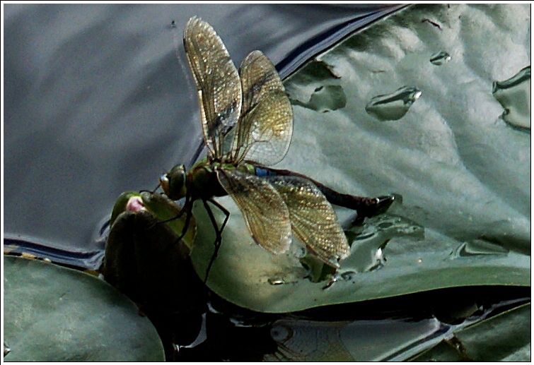 Libelle auf Seerosenblatt am Weiher