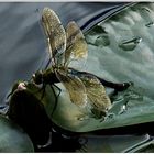 Libelle auf Seerosenblatt am Weiher