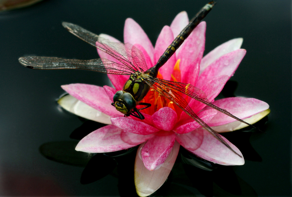 Libelle auf Seerosenblüte