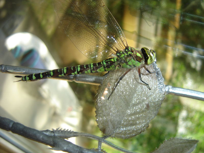 Libelle auf Silber Blatt