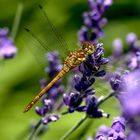 Libelle auf Sommerflieder