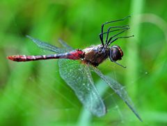 Libelle auf Spinnennetz