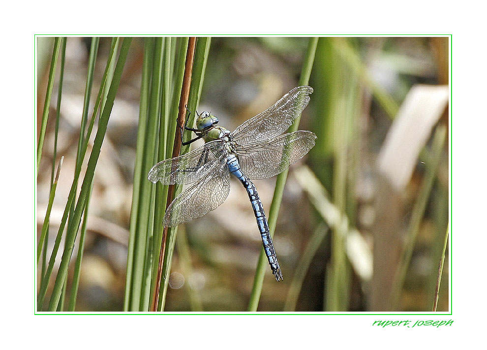 Libelle auf Sprung