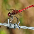 Libelle auf Stacheldraht