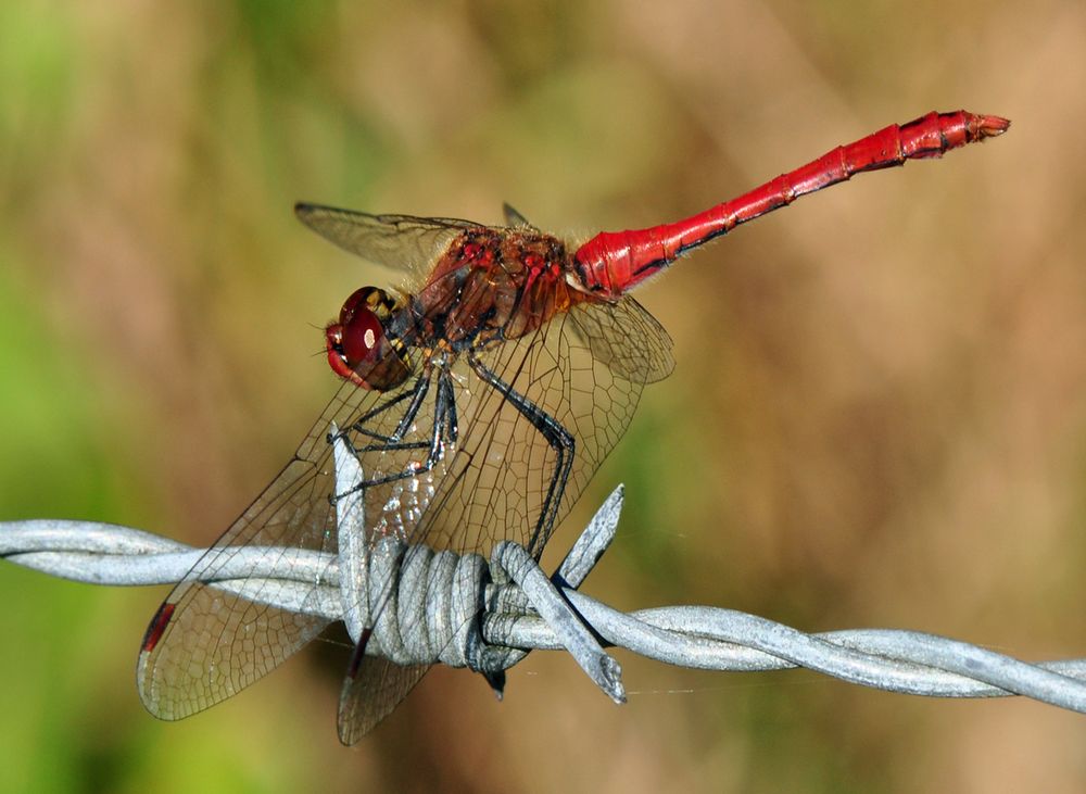 Libelle auf Stacheldraht