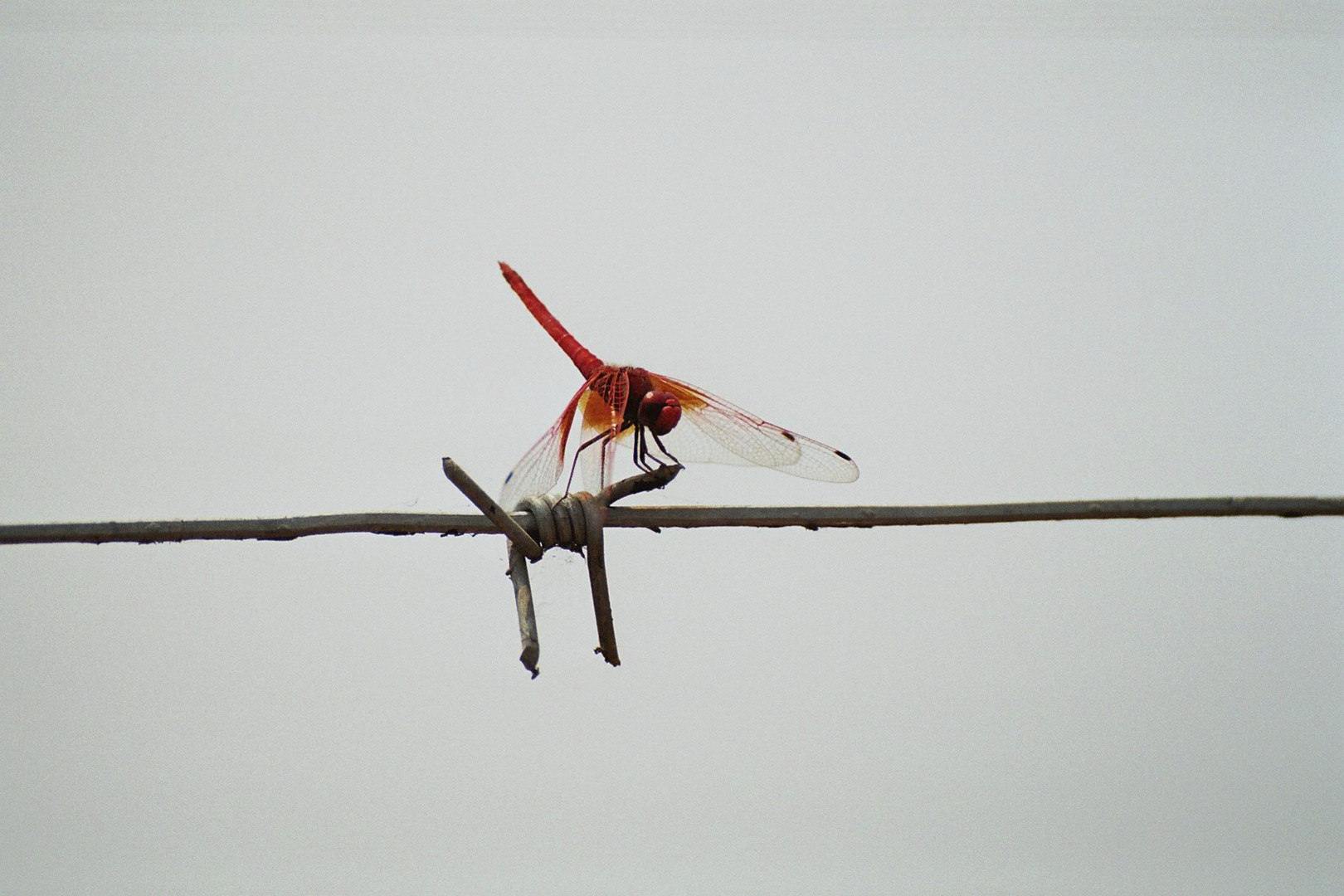 Libelle auf Stacheldraht