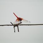 Libelle auf Stacheldraht