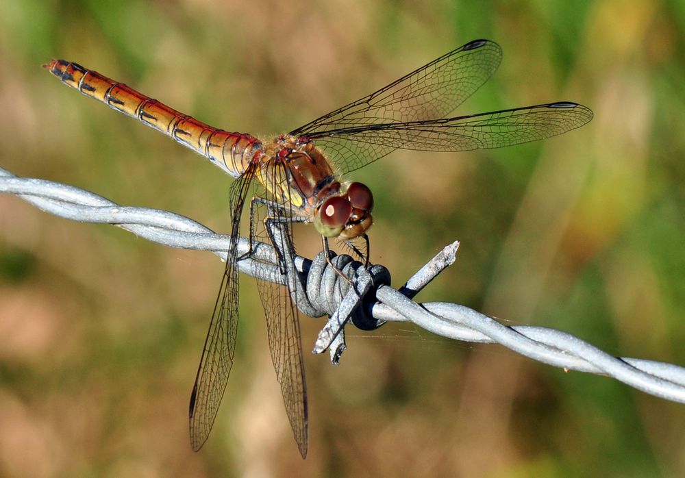 Libelle auf Stacheldraht II