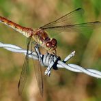 Libelle auf Stacheldraht II