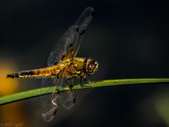 Libelle auf Start-/Landebahn