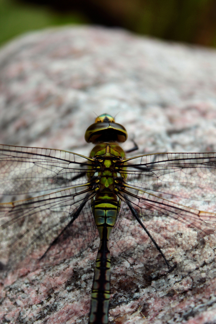 Libelle auf Stein.