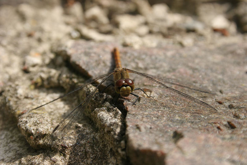 Libelle auf Stein