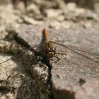 Libelle auf Stein