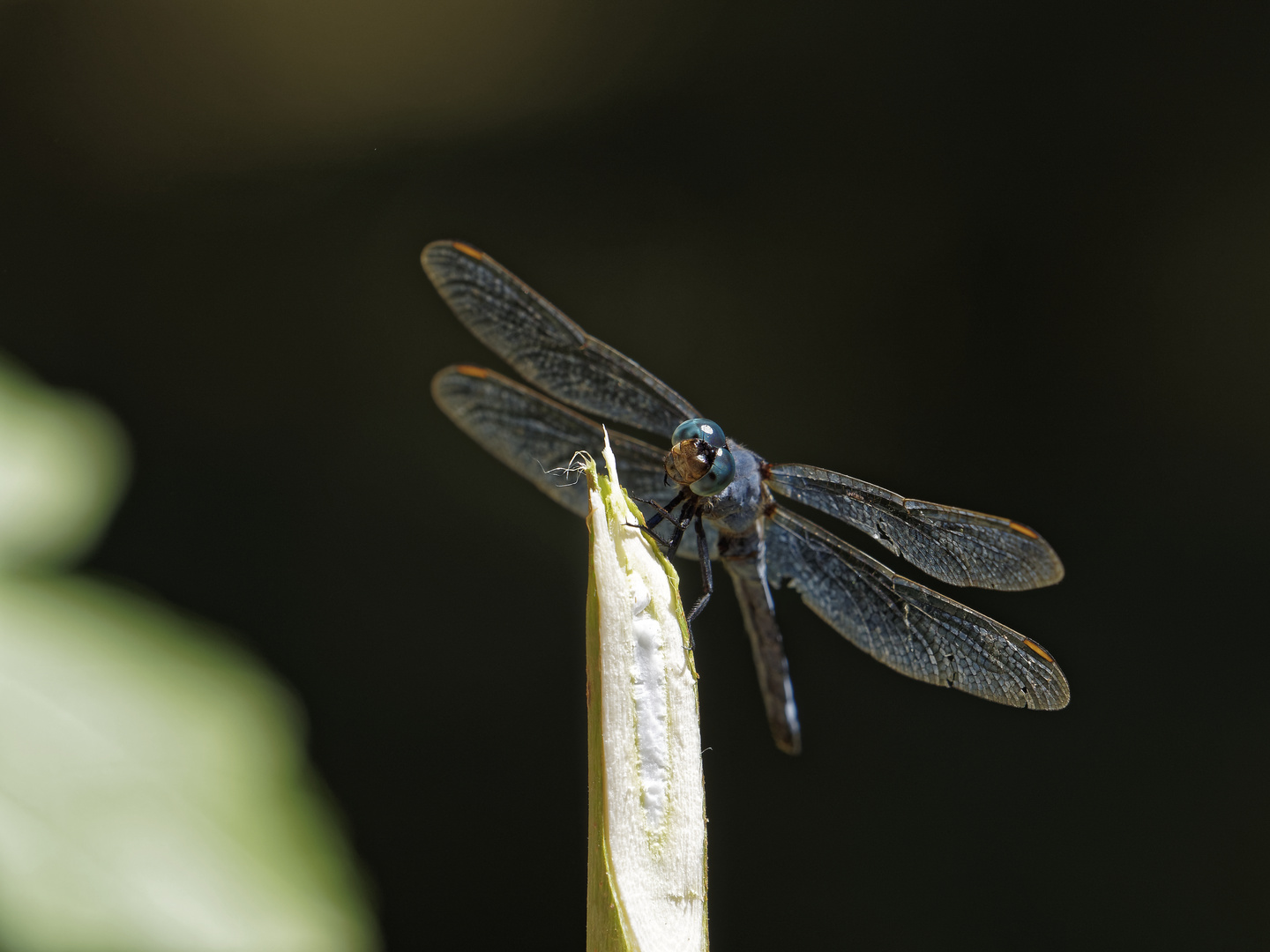 Libelle auf Stumpf