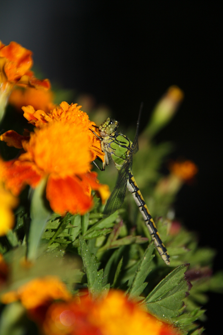 Libelle auf Tagetes