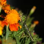 Libelle auf Tagetes