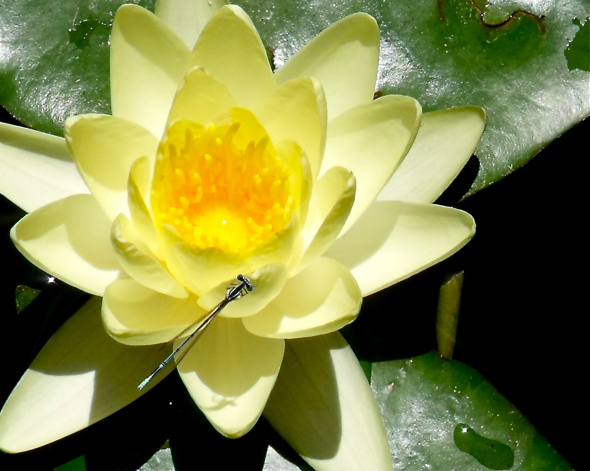 Libelle auf Wasserrose