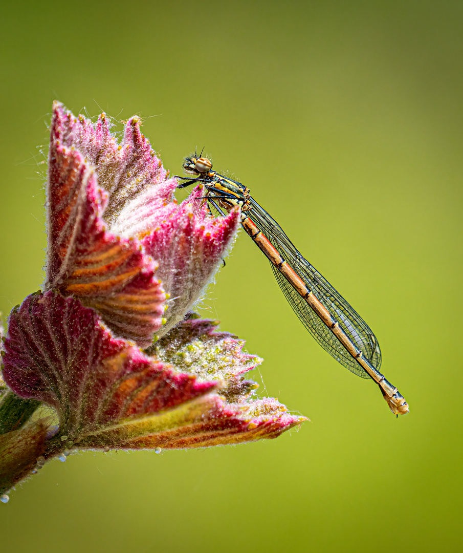 Libelle auf Weinblatt