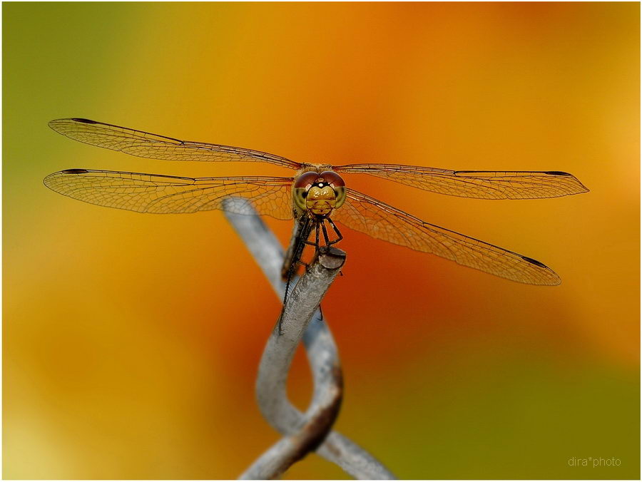 Libelle auf Zaun