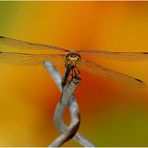 Libelle auf Zaun