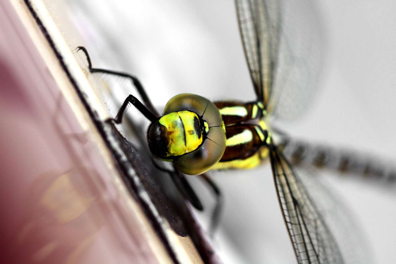 Libelle auf Zigarettenautomat II