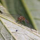 Libelle auf Zucchiniblatt