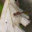 Libelle auf Zucchiniblatt im Garten