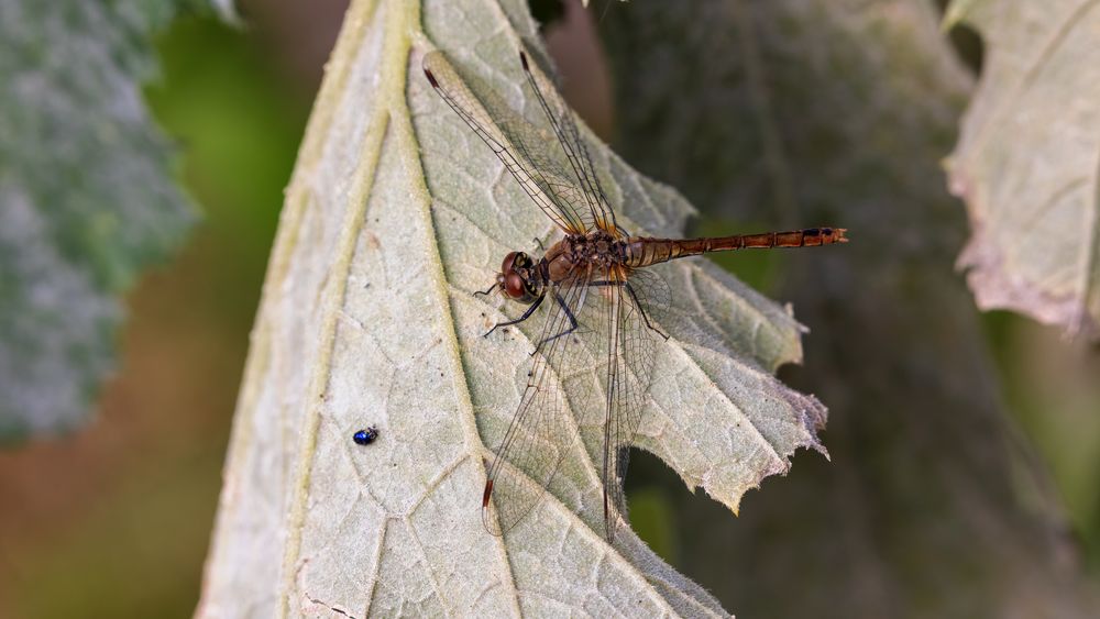 Libelle auf Zucchiniblatt im Garten