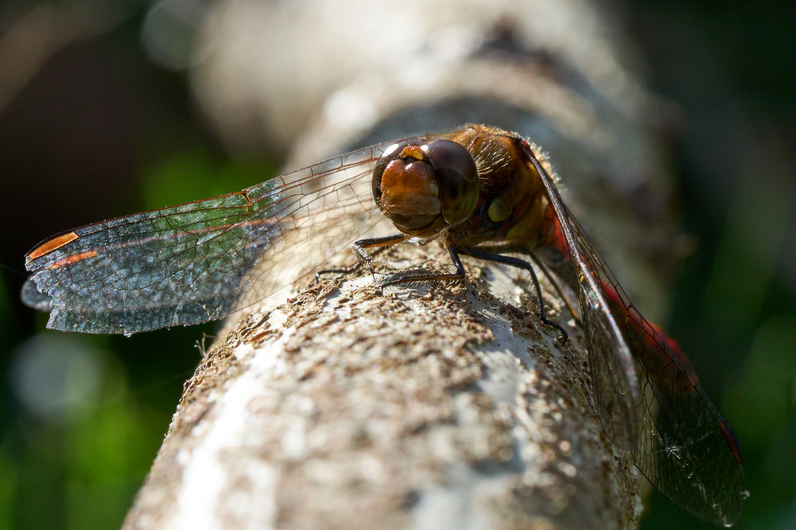 LIbelle auf Zwischenstop