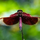 Libelle aus Borneo