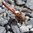 Libelle aus dem Allgäu(3)