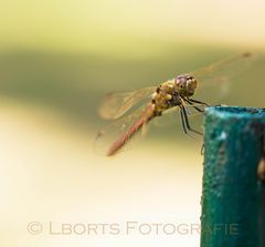 Libelle aus dem Botanischen Garten Wien