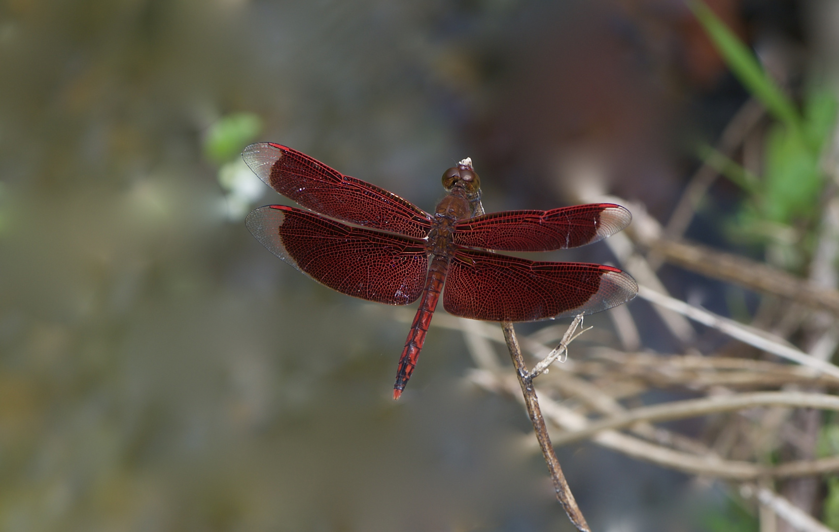 Libelle aus dem Tropischen Regenwald von Börneo